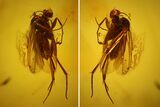 Detailed Fossil Fly (Diptera) In Baltic Amber #163457-2